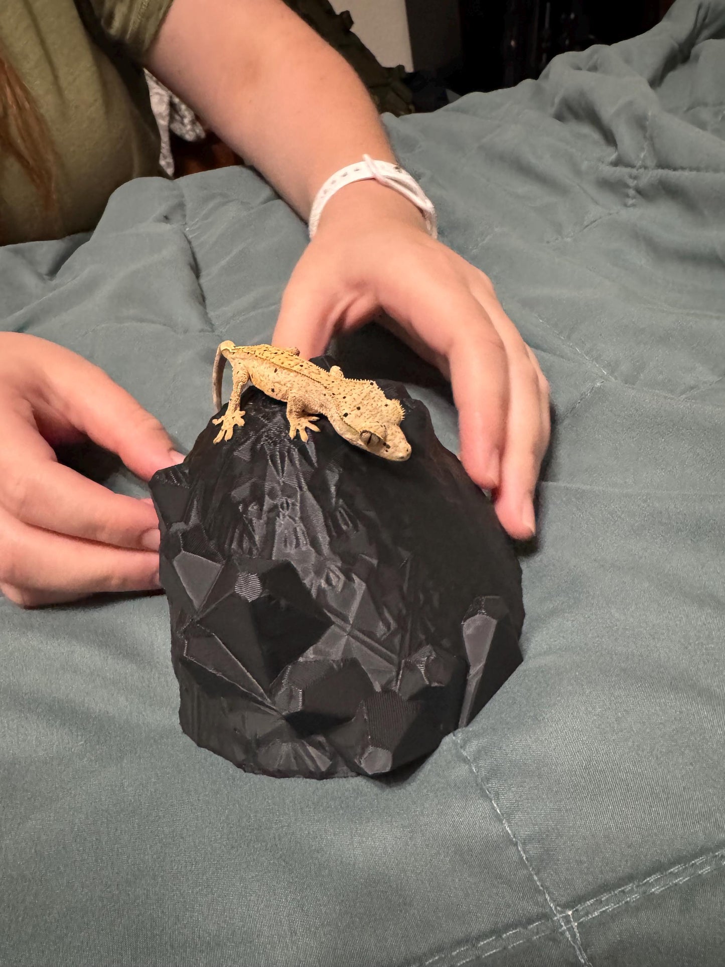 Dragon Egg Reptile Hide