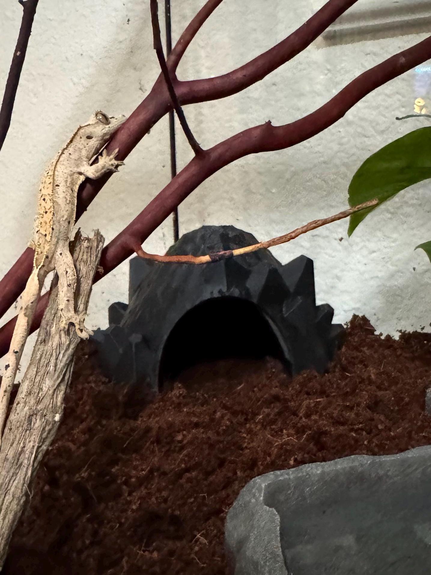 Dragon Egg Reptile Hide